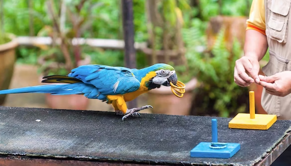 $10 Jurong Bird Park tickets