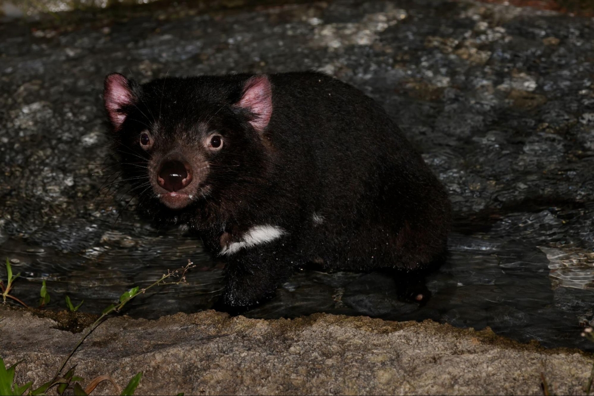 Tasmanian Devils at Night Safari Singapore