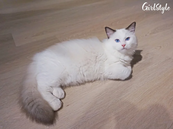 Truly Dolls Ragdoll Cat Cafe in Singapore