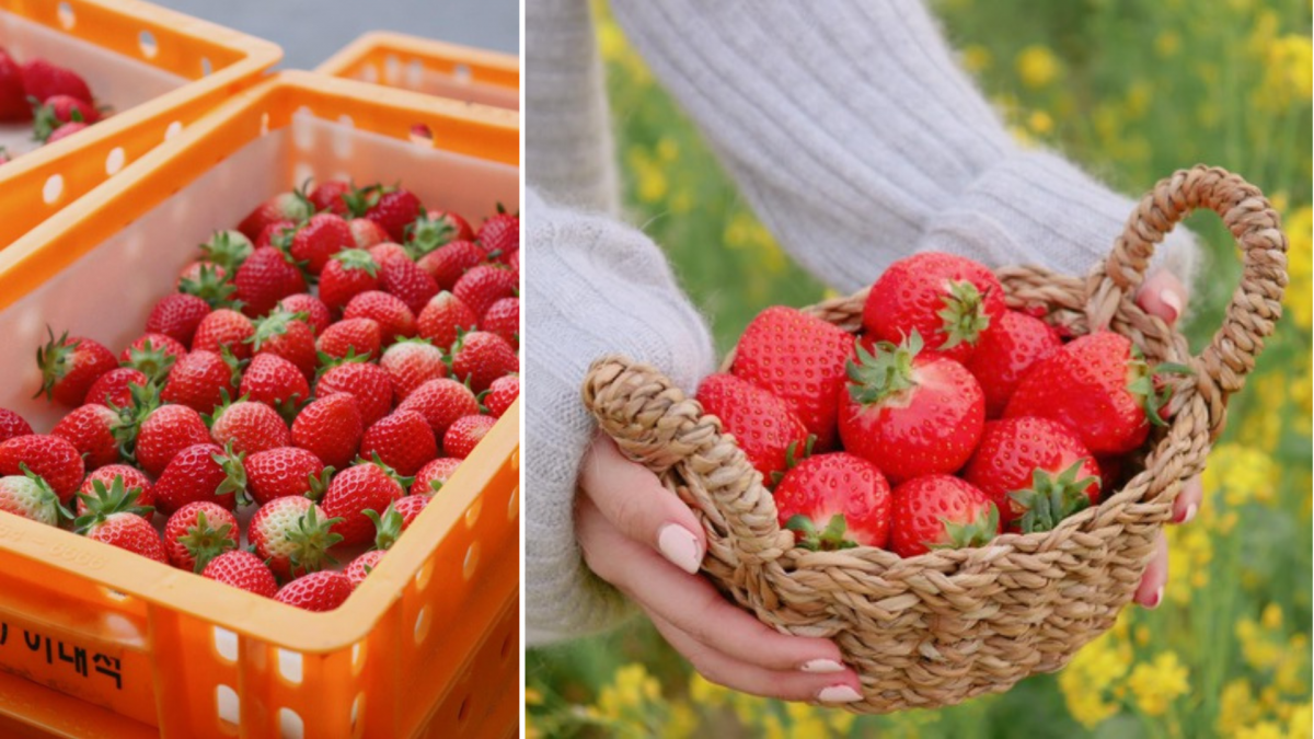 LiHO TEA imports freshly-picked Seolhyang strawberries from Korea every three to five days.