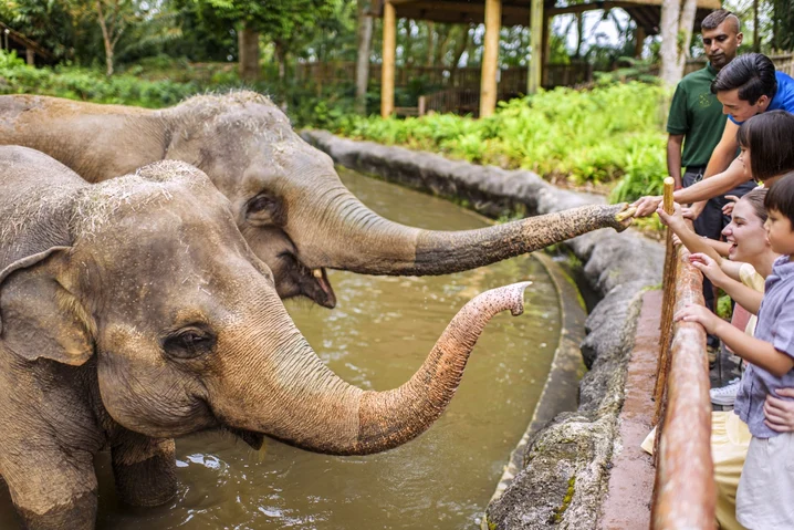 Feed elephants at Singapore Zoo