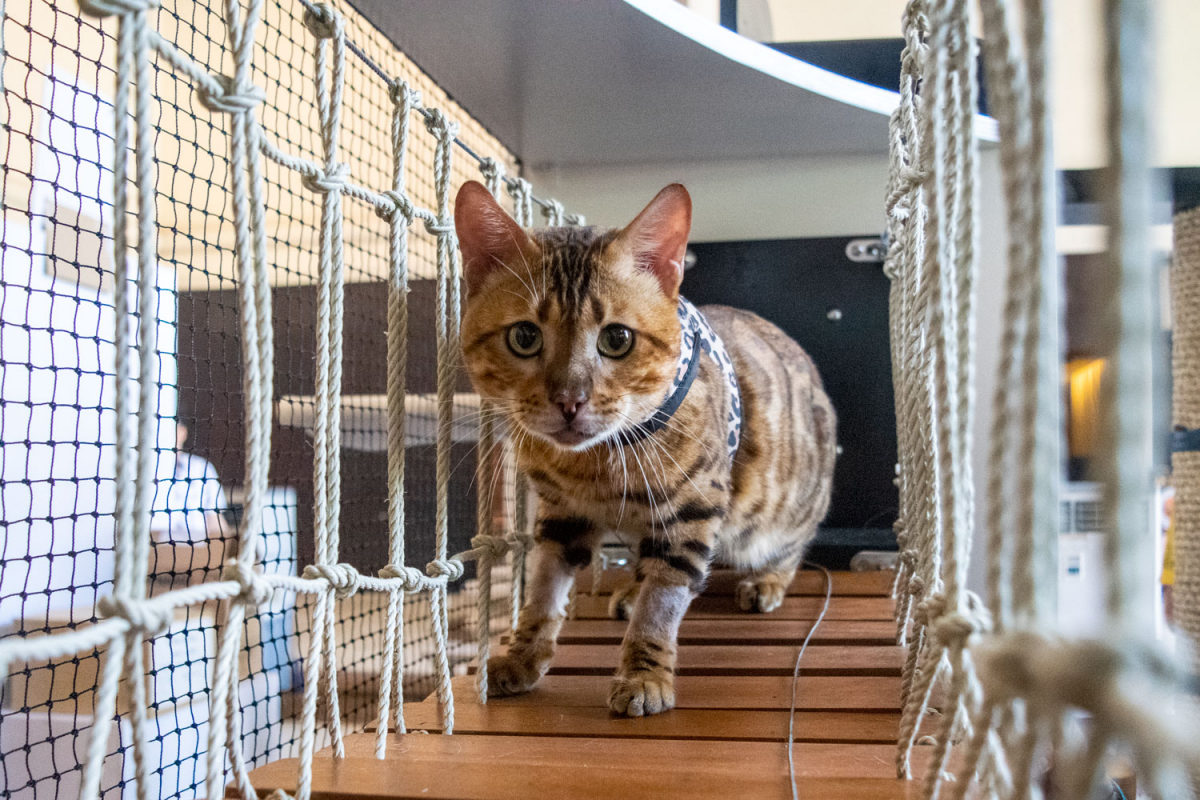 Singapore Cat Festival 2023