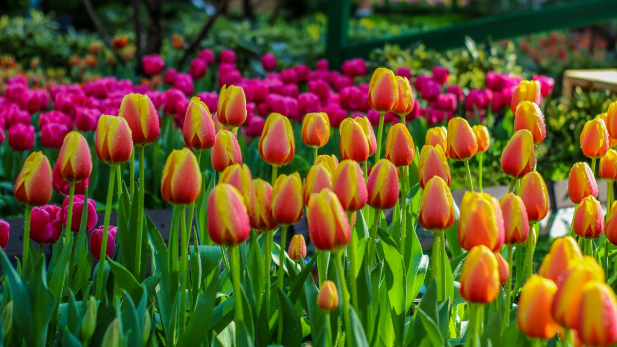 Tulipmania 2023 Gardens by the Bay Singapore