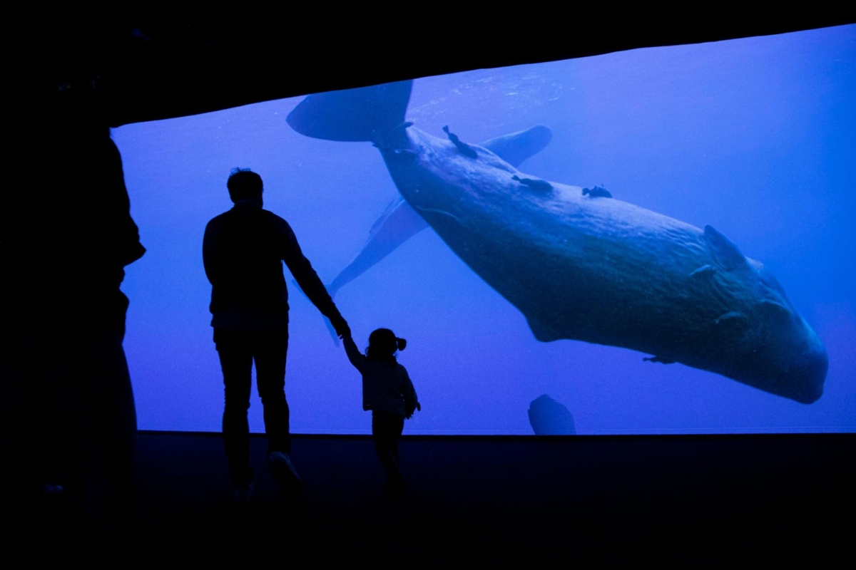 Scenic Odyssey Singapore ArtScience Museum