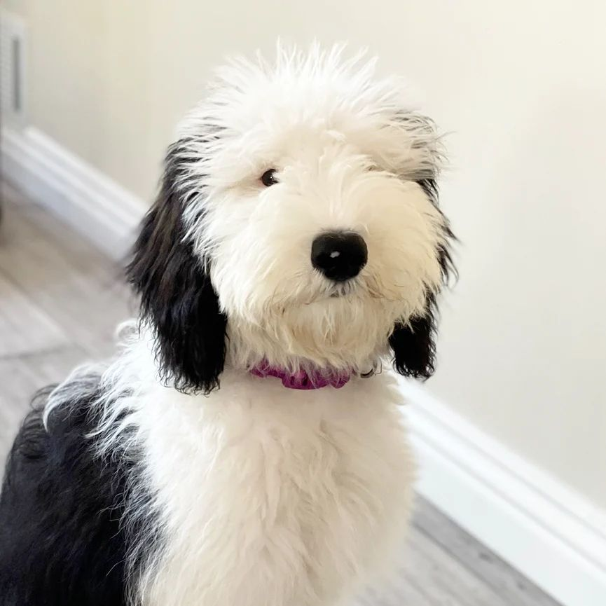 Bayley the Sheepadoodle - dog that looks like Snoopy