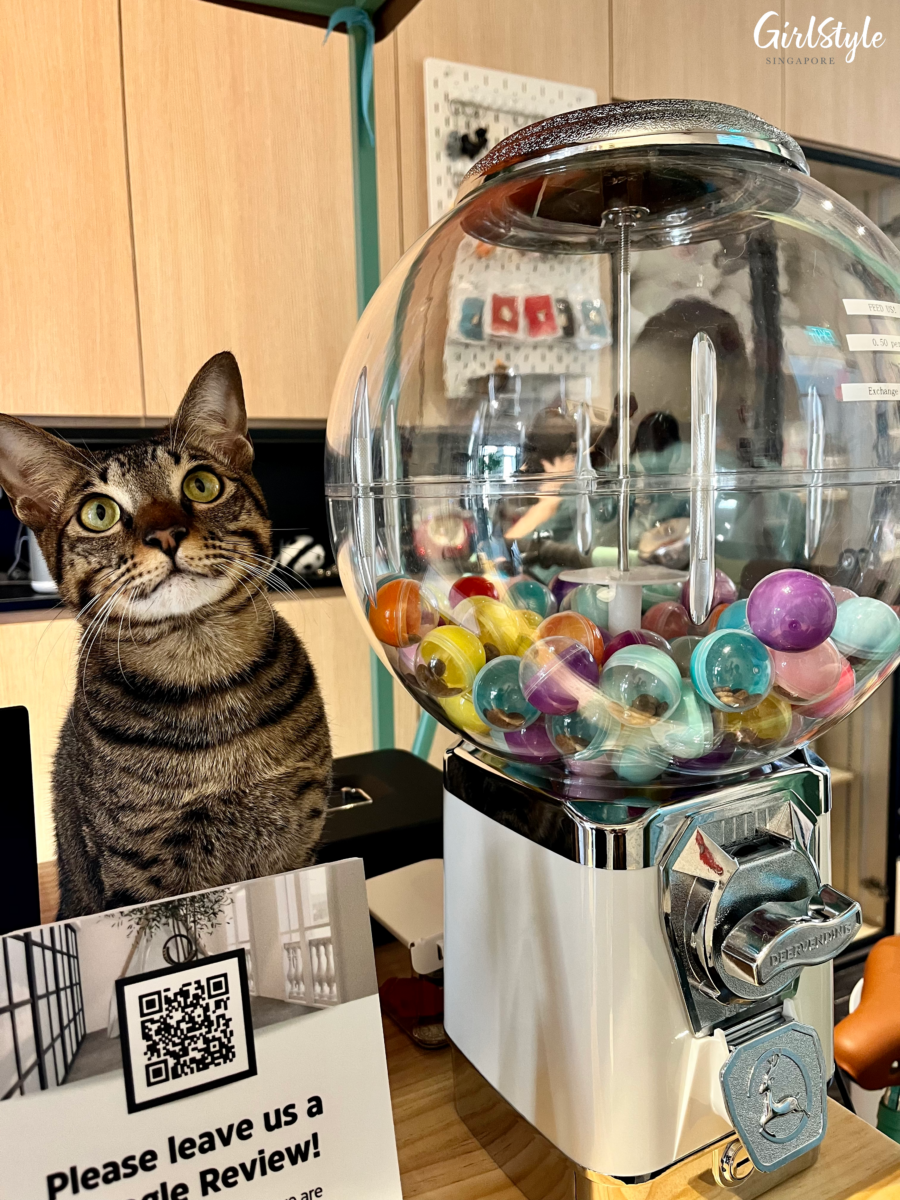 Gumball machine with cat treats