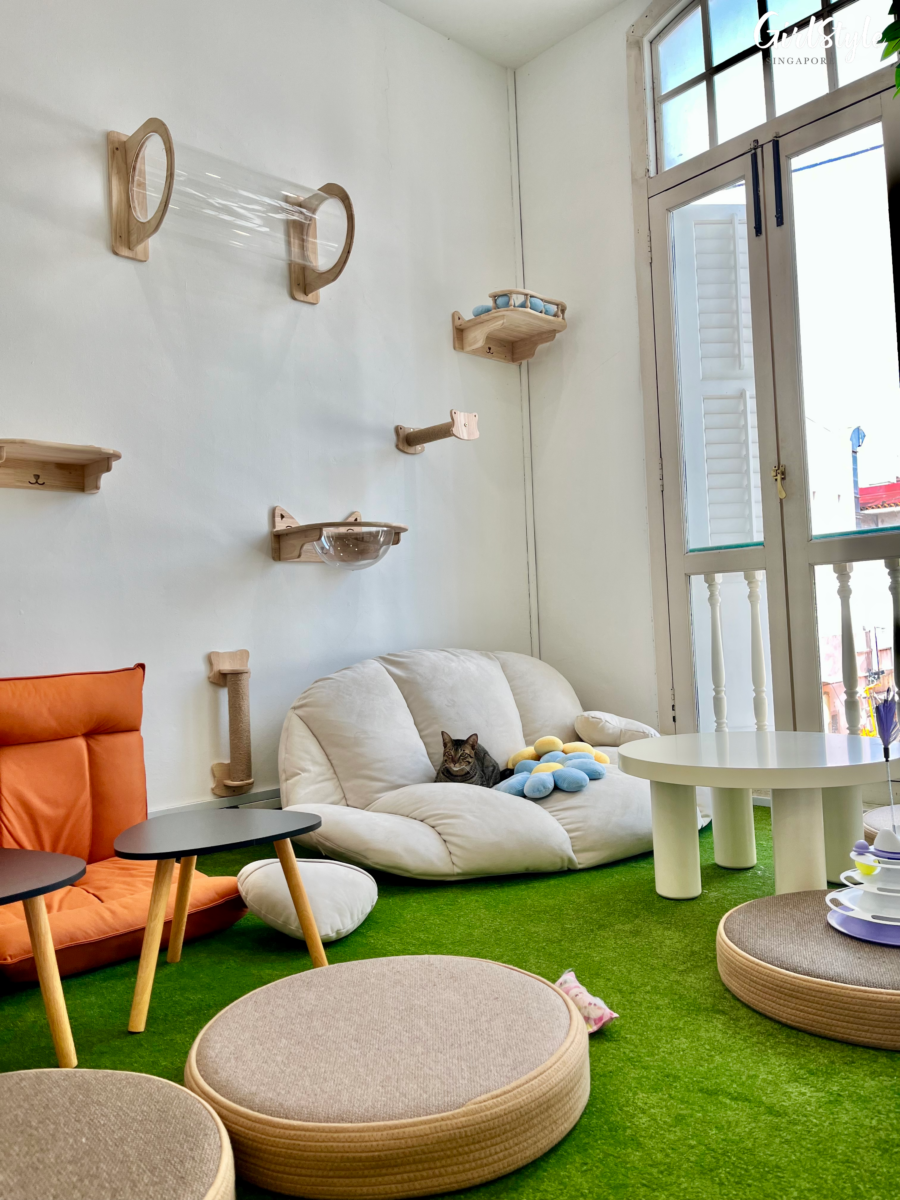 t Meownistry Of Meow Co-Working Space With Cats