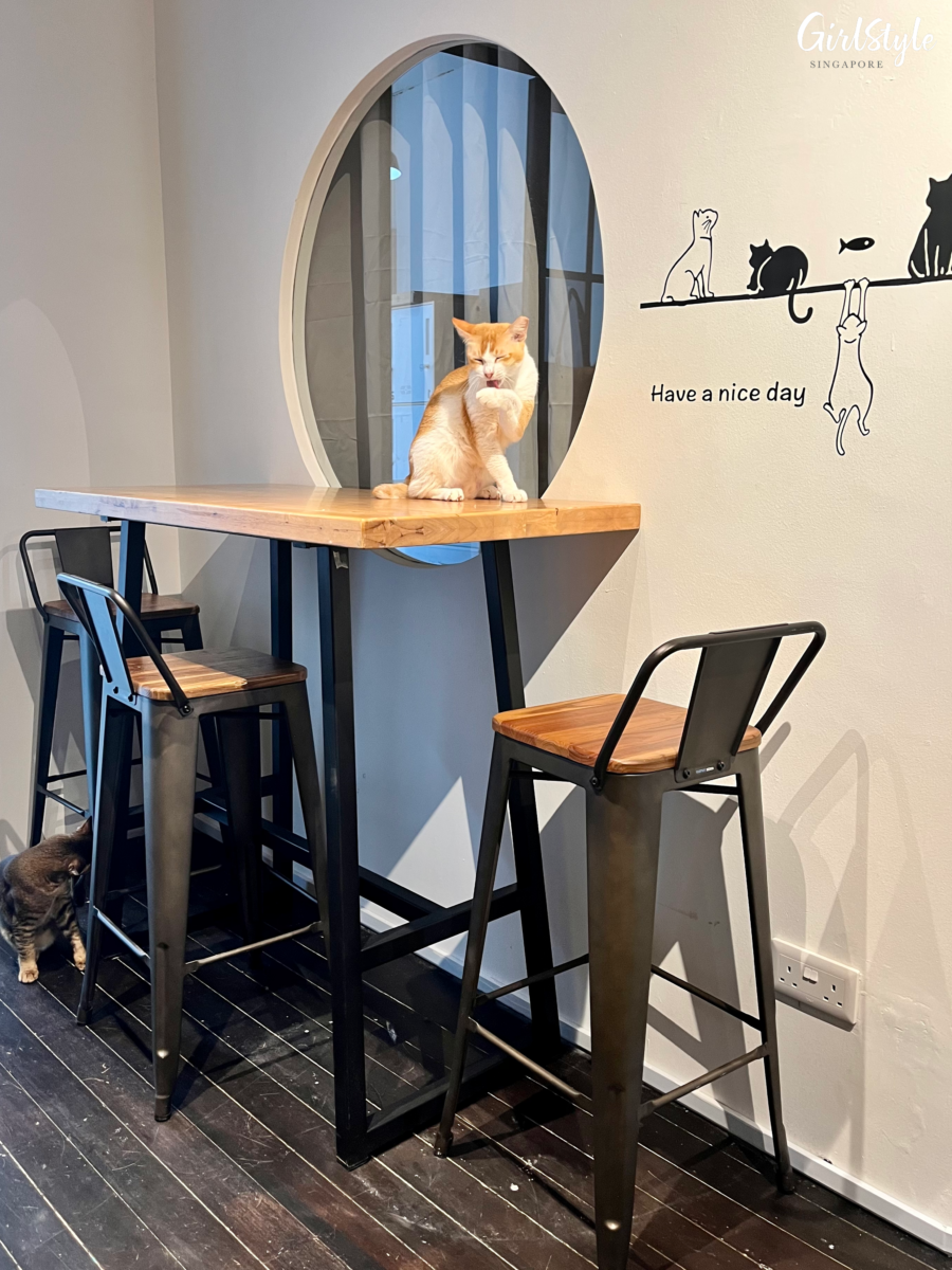 t Meownistry Of Meow Co-Working Space With Cats