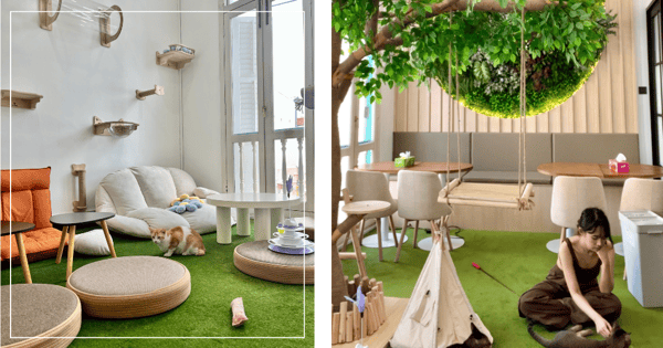 Meownistry Of Meow: New Co-Working Space With Cats, Free-Flow Drinks, KTV & Gaming Rooms