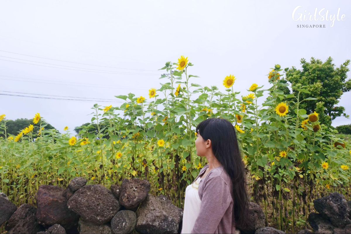 Sunflowers in Jeju Korea