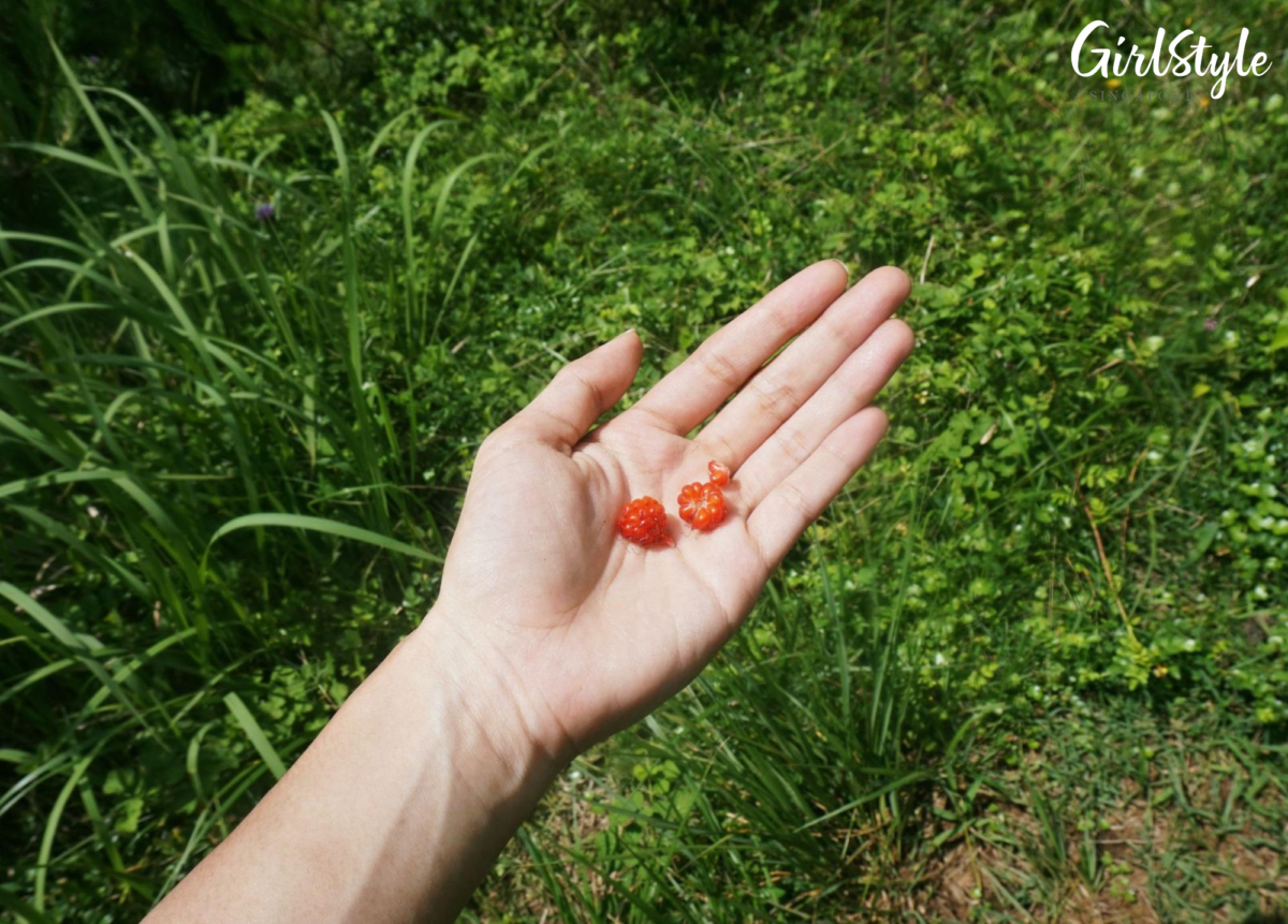 Wild berries at Donggeomeuni Oreum 동검은이오름 in Jeju Korea