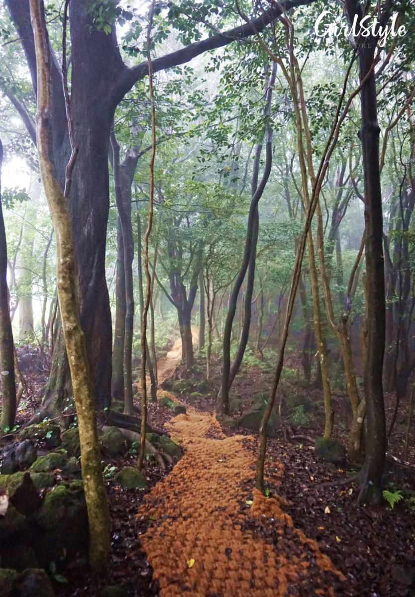Seogwipo Healing Forest Jeju Korea