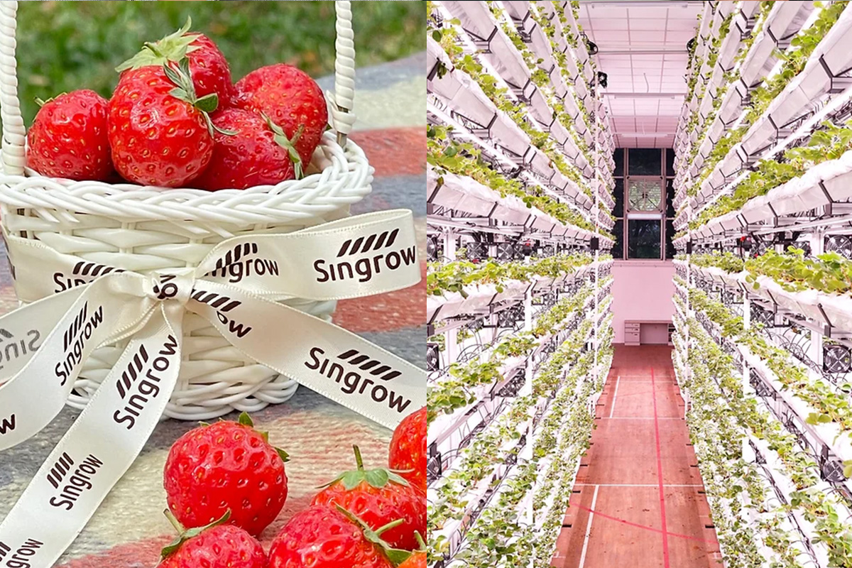 Blooom Strawberry Farm