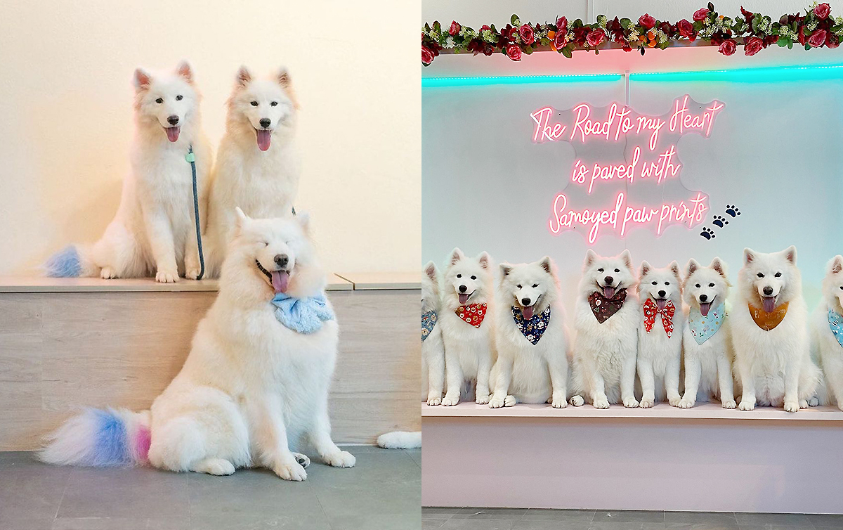Samoyed Petting Playground