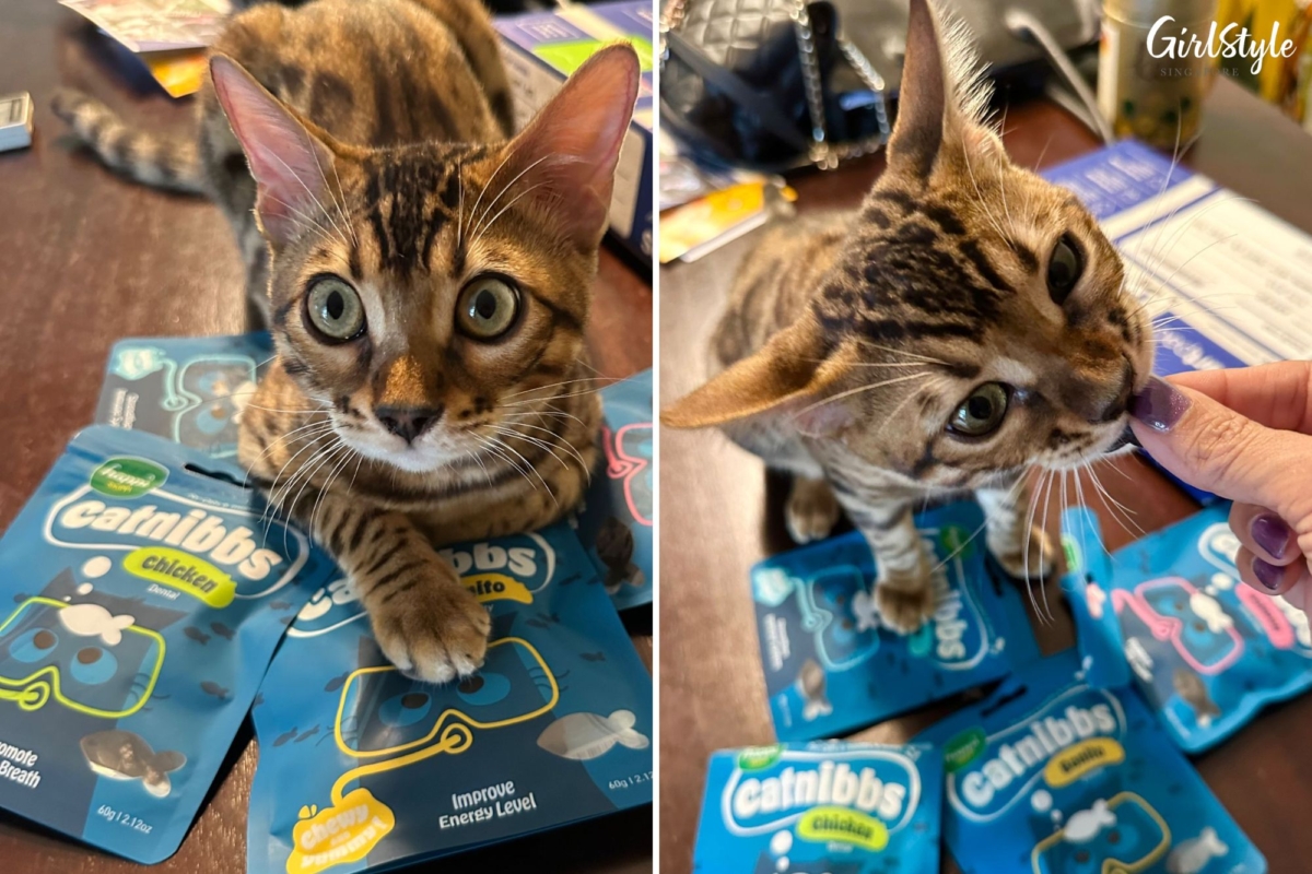 Our resident kitten munches on Catnibbs