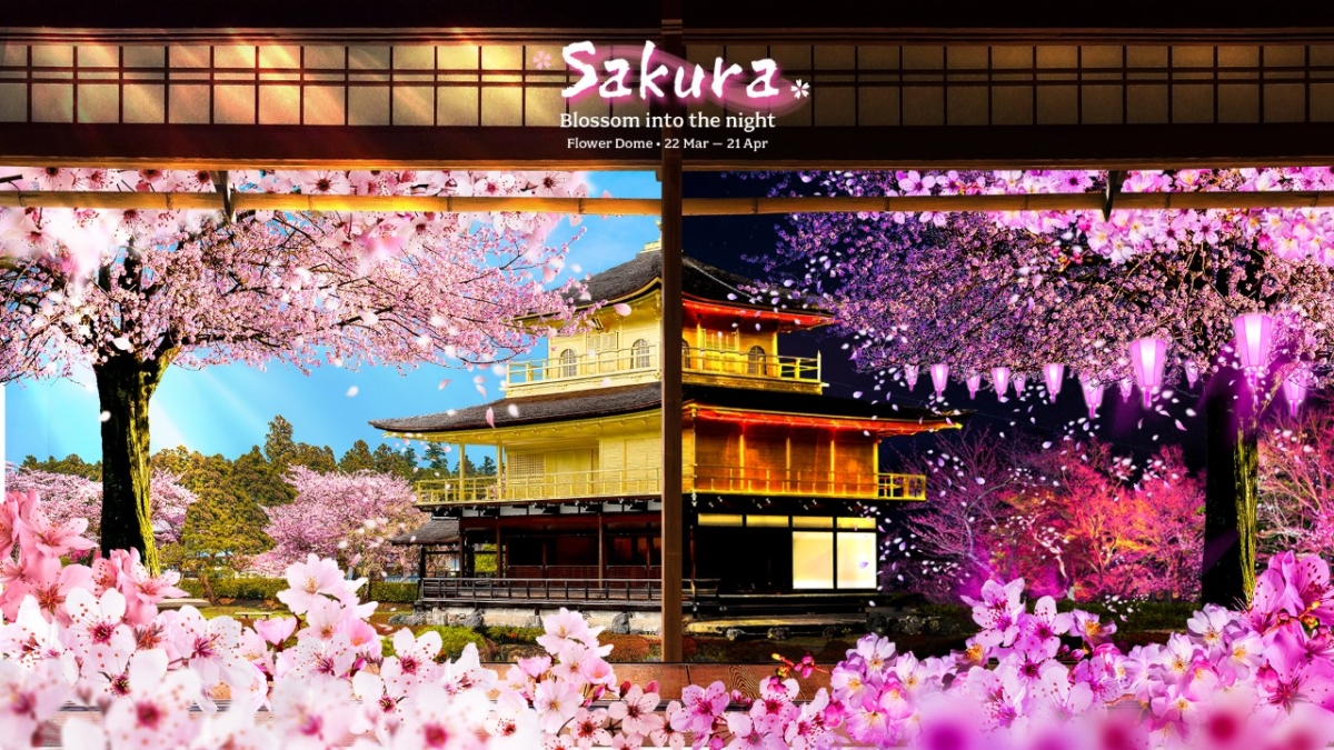 Sakura Blossom Into The Night 2024