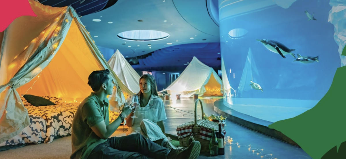 Glamping with the Penguins