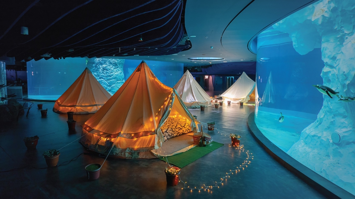 Glamping with the Penguins