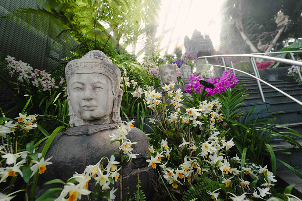 Orchids of Angkor Wat​