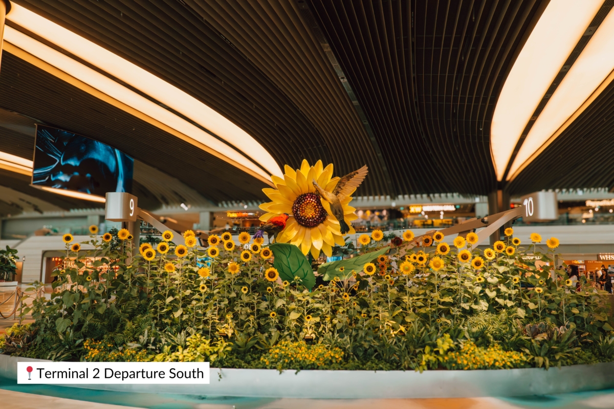 A Sunflower Sojourn
