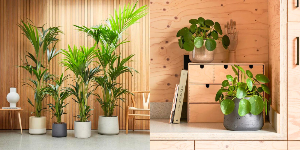 Kentia Palms and Chinese Money Plants are some of the safe choices for homes with pets