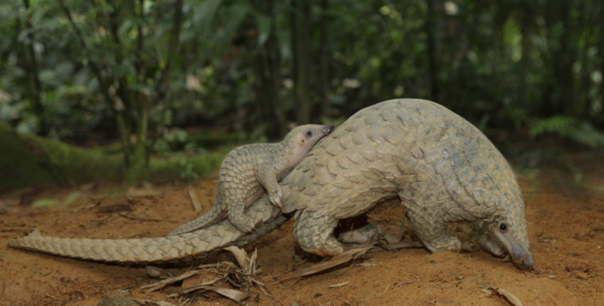 Pangolins