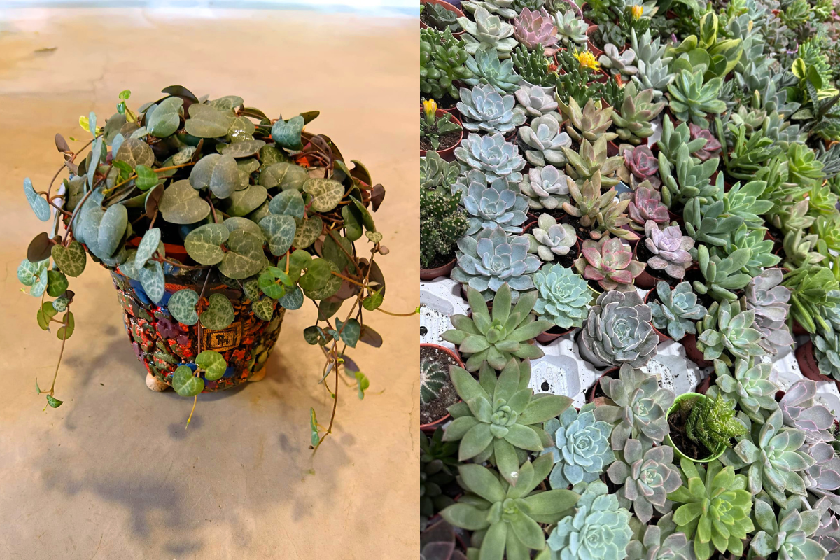 Botanical Bliss Workshop