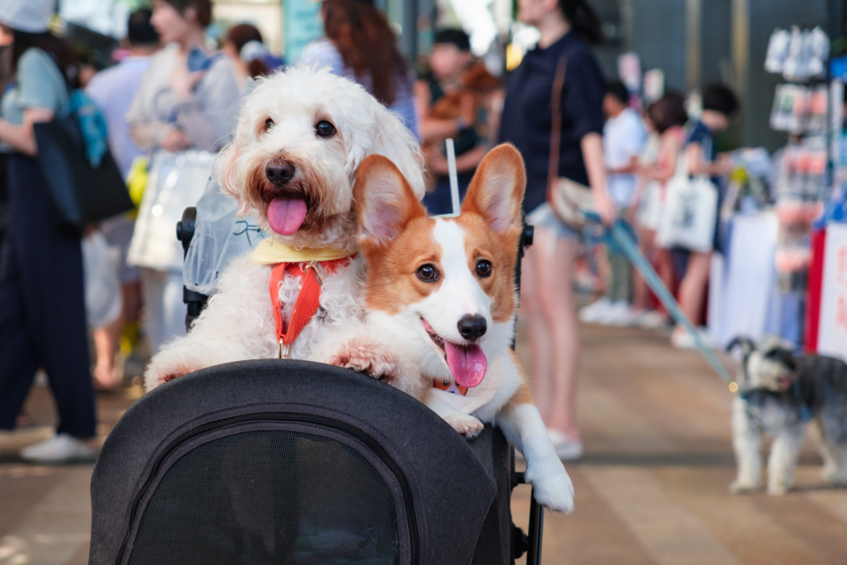A Pawlentine’s Weekend