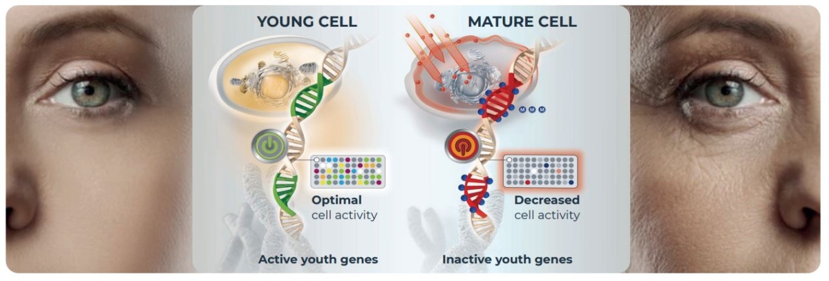 Active young cell VS mature cell with decreased activity