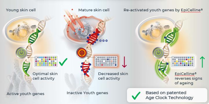 How Epicelline® can reactivate youth genes