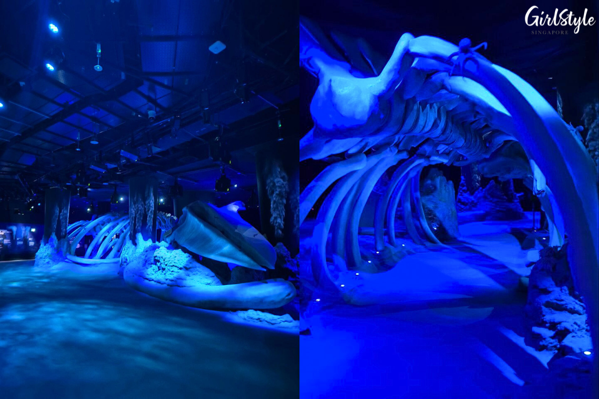 Whale Fall & Sea Mount