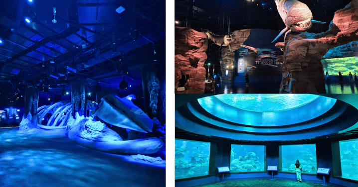Shell Yeah! Singapore’s New Oceanarium Is The Underwater Wonderland To Visit On Your Next Date