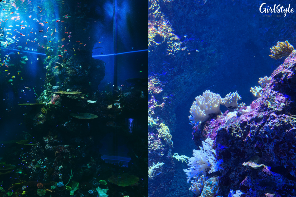 Animal Spotlight: Corals with Hangyodon