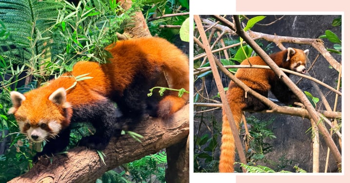 Everything You Need To Know About River Wonders Singapore's Latest Furry Celebrity: Yaffa The Red Panda