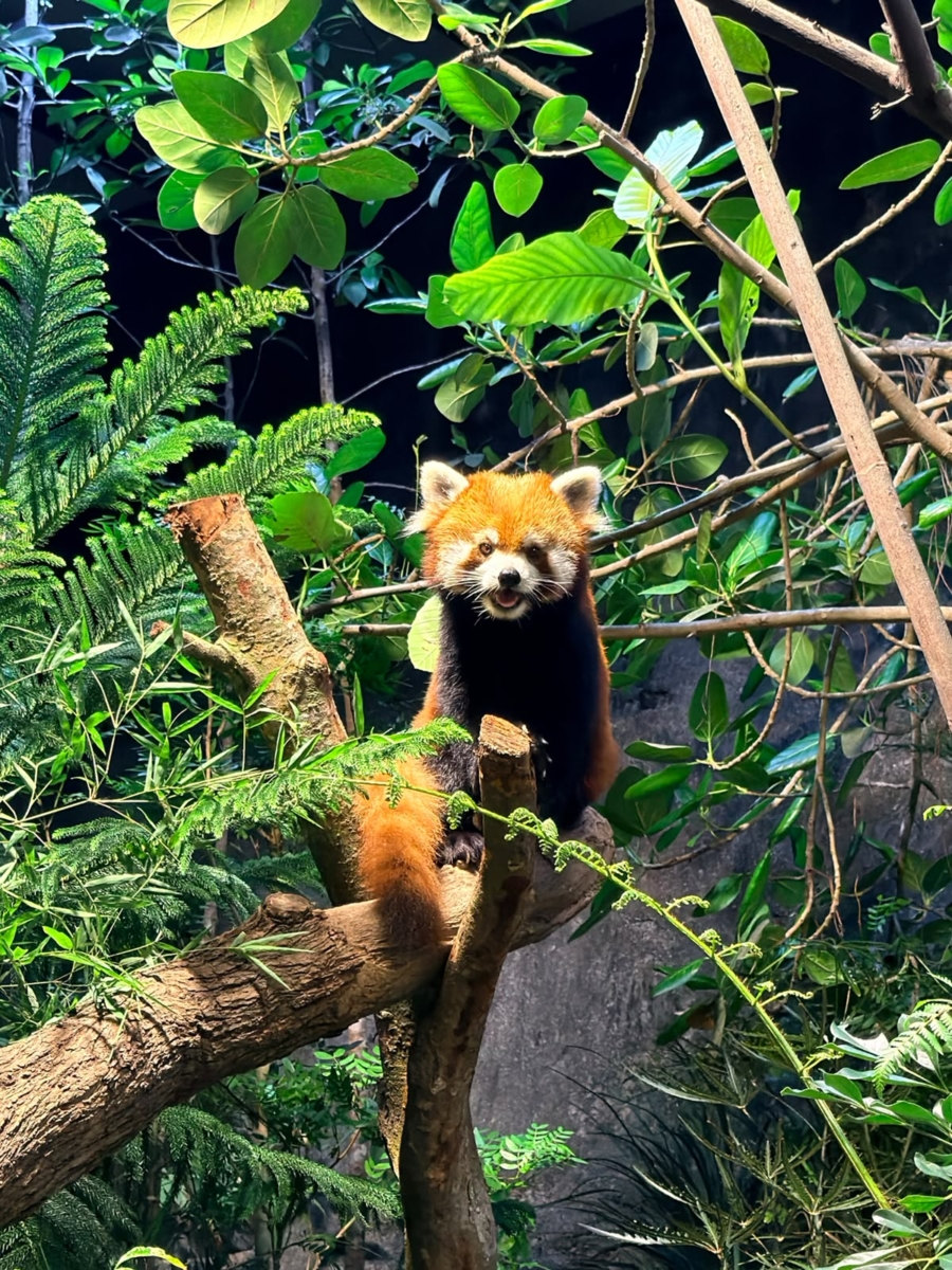 Yaffa sitting on a tree branch