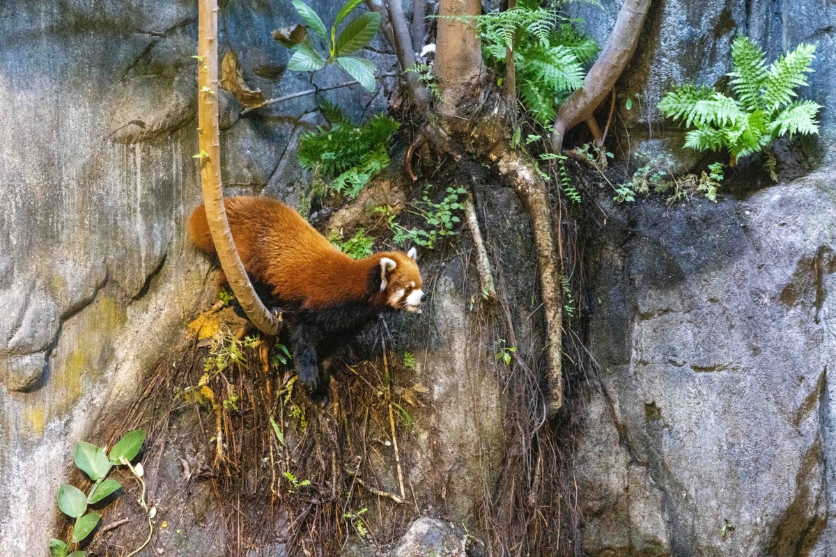 Yaffa exploring the new exhibit at River Wonders