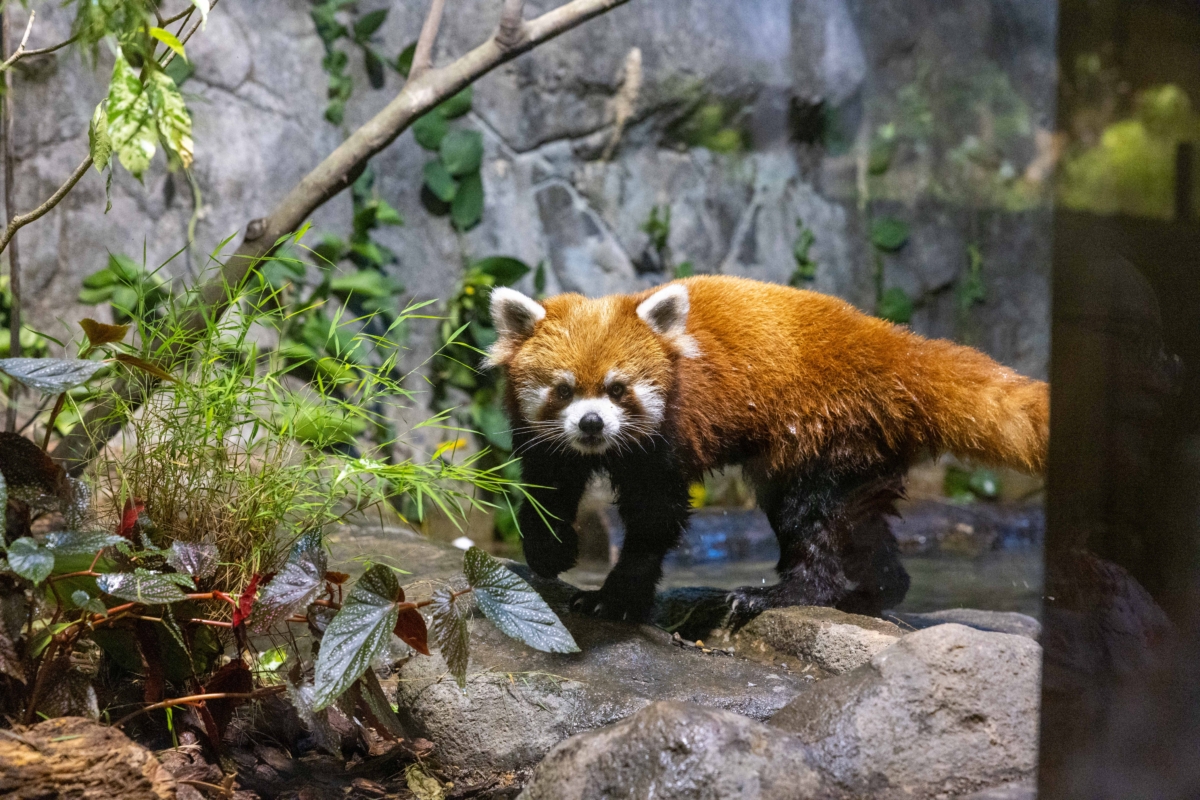 Yaffa exploring the new exhibits at River Wonders